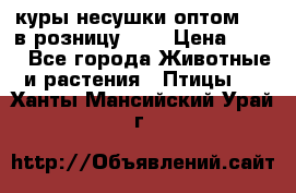 куры несушки.оптом 160 в розницу 200 › Цена ­ 200 - Все города Животные и растения » Птицы   . Ханты-Мансийский,Урай г.